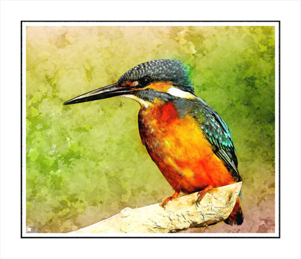 bird